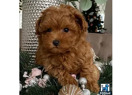 a maltipoo dog sitting in a basket